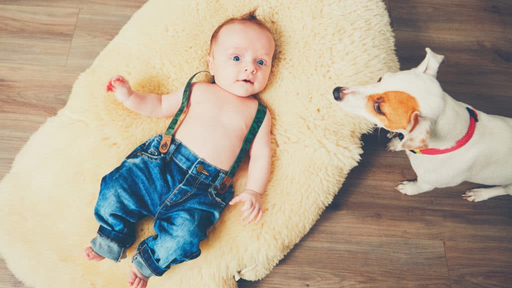 Essential Tips for Introducing Your Dog to Your Newborn Baby